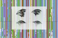 Species Darwin