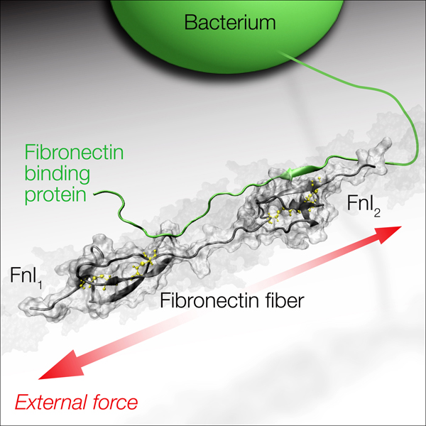 Supercomputers Demonstrate how Bacteria Infect Wounds