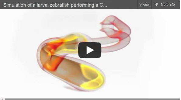 Escape response of small fish tested using a supercomputer