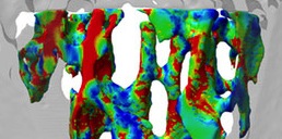 Mechanical stimulus crucial for bone development demonstrated by simulations at CSCS